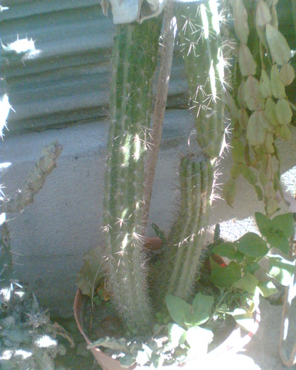 Imag063 - Cactusi