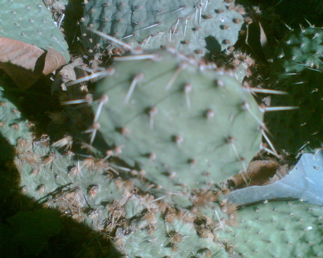 Imag064 - Cactusi