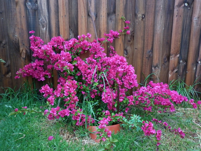 bougainvillea; 25.11.10
