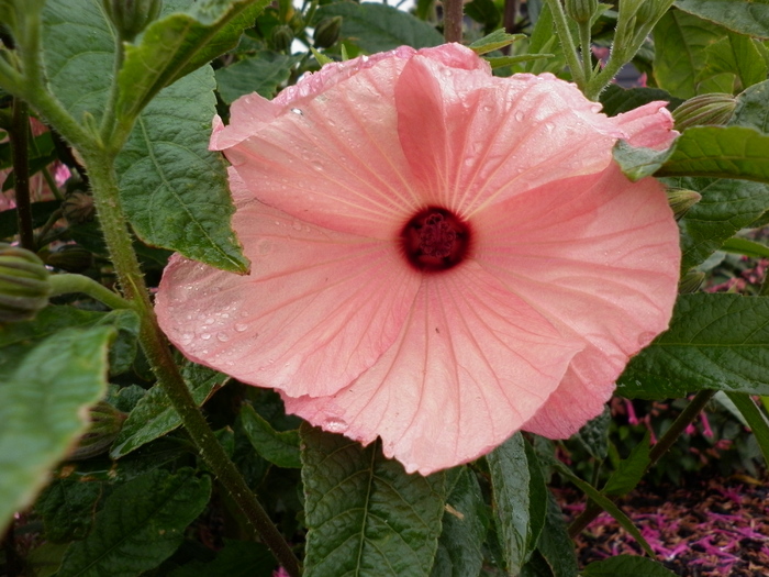 Peach hibiscus - Peach hibiscus