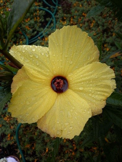 Yellow hibiscus; 25.11.10
