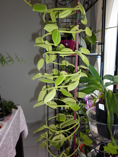 Hoya Ciliata - Ciliata