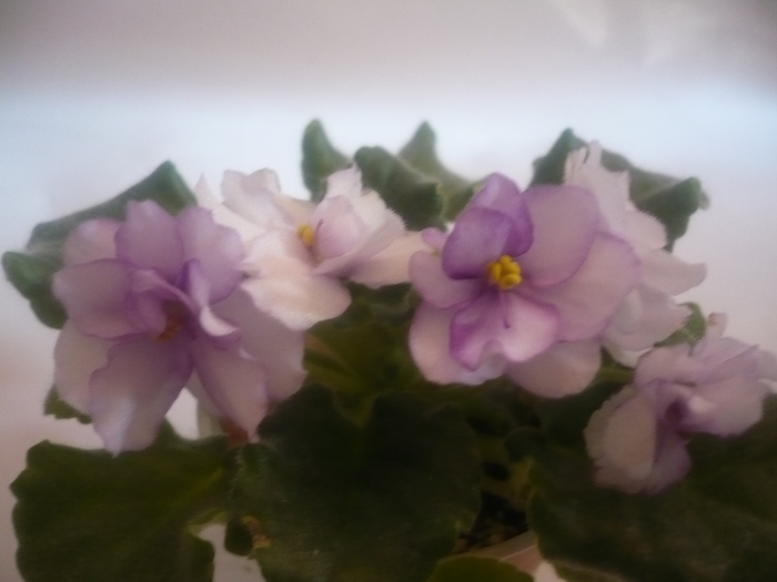  - VIOLETE 2010