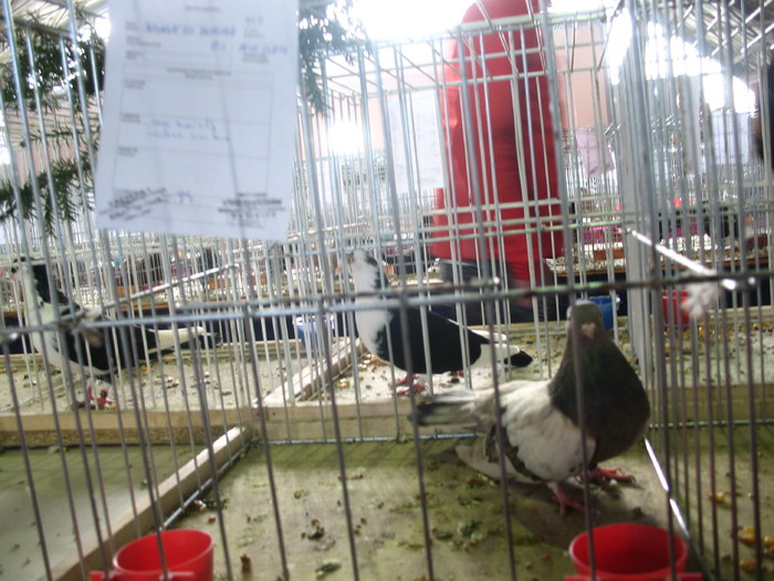 IMG_3001 - 81 porumbeii mei la expo Sannicolau Mare 2010