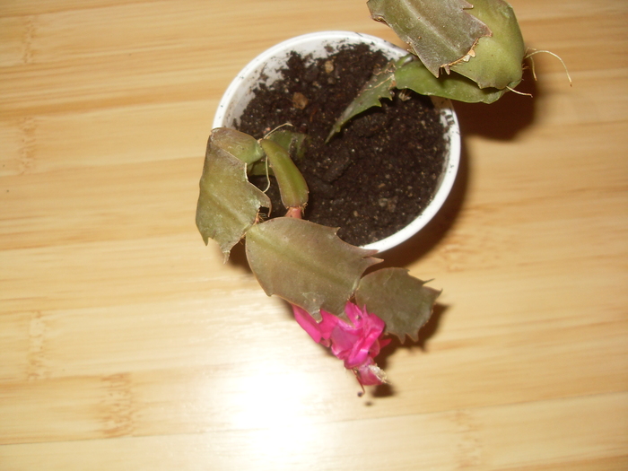 ticlam cu alb - SCHLUMBERGERA 2010