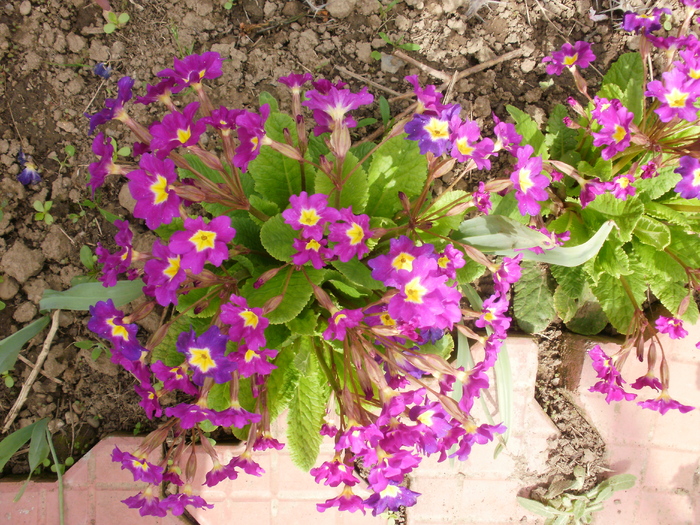 P4180290