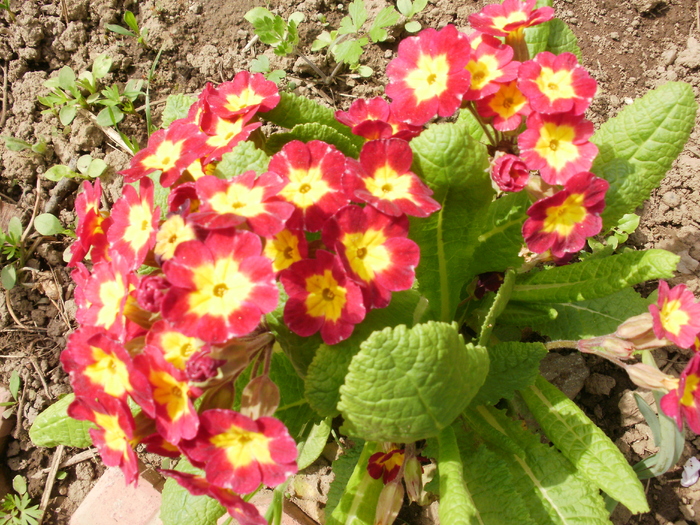 P4180292