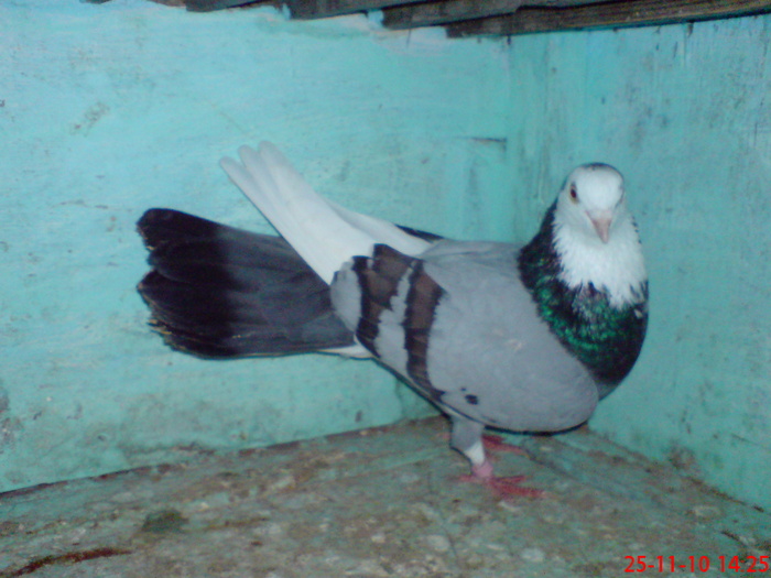 DSC01690; Mascul de la Cristi [ vegeta ]
