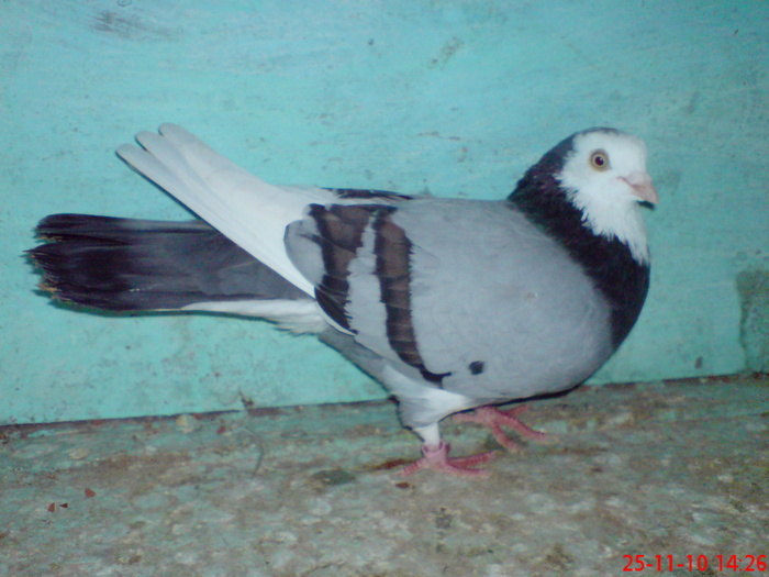 DSC01692; M de la Cristi "vegeta"
