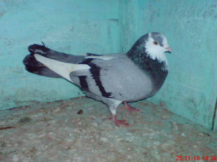 DSC01693; M de la Cristi "vegeta"
