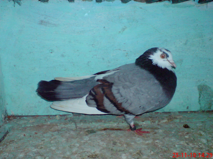 DSC01701; F de la Cristi "vegeta"

