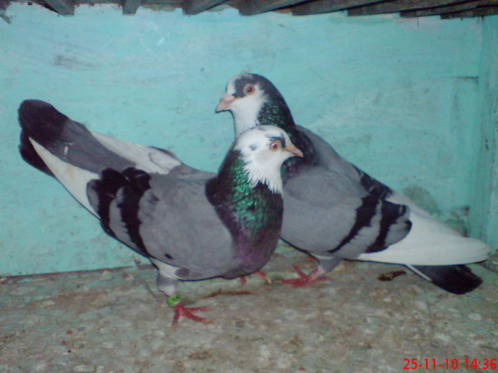 DSC01715 - Zburatori 2011 Florin si Marinica