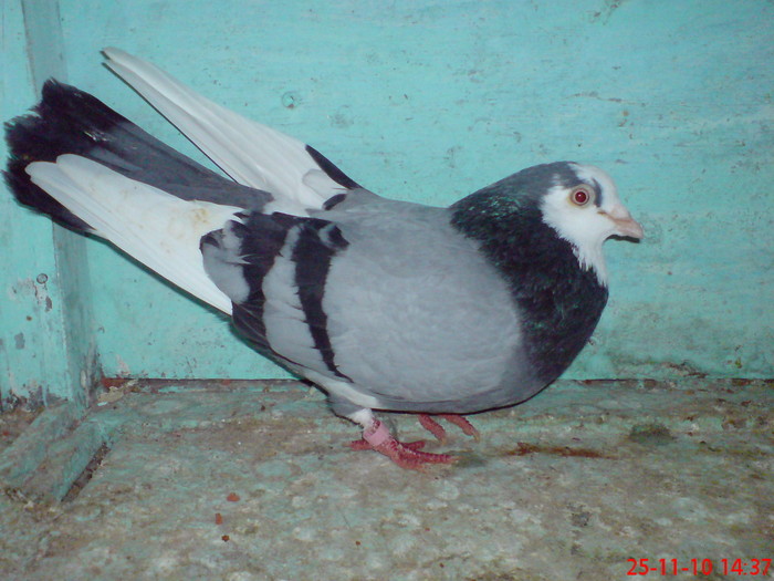 DSC01717 - Zburatori 2011 Florin si Marinica