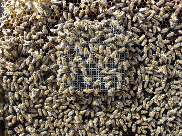 SDC10707; astfel, matca va fi luata in ingrijire de albina doica.
