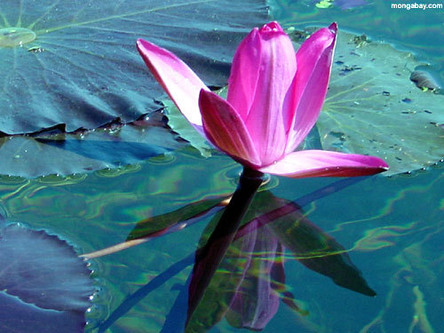 pink_lotus - flori