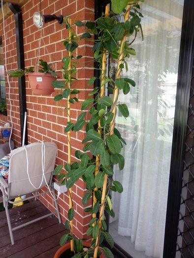  - Stephanotis floribunda