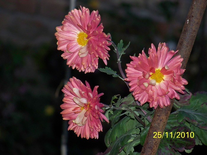 100_4162 - Sfarsitul toamnei 2010