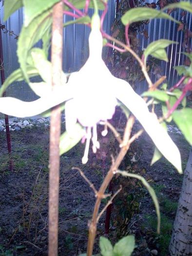 Fuchsie  alb  involt