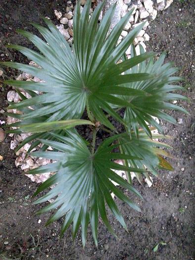 chamaerops  humilis