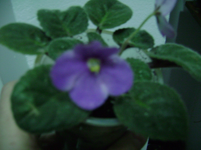DSC05505 - violete