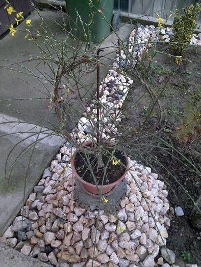jasminum  nudiflorum - diferite flori