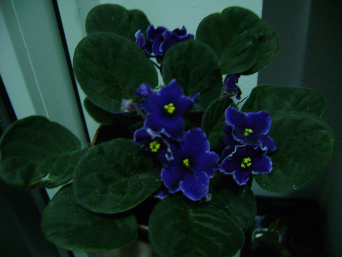 DSC05514 - violete