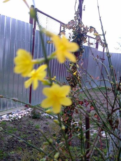 jasminum  nudiflorum - diferite flori