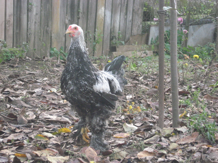 IMG_5456 - Brahma herminat inchis