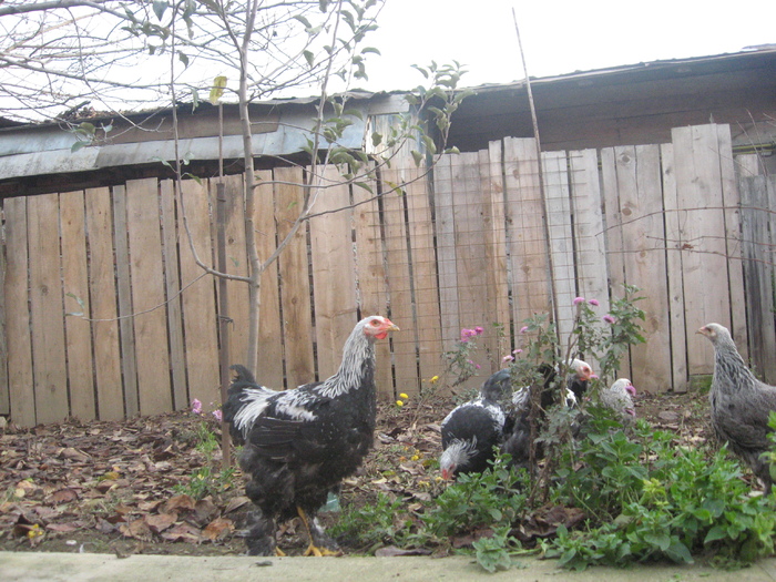 IMG_5459 - Brahma herminat inchis