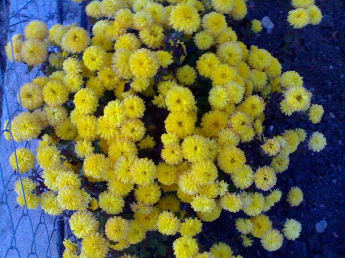 11.2010 - Tufanele si crizanteme