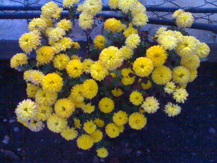 11.2010 - Tufanele si crizanteme