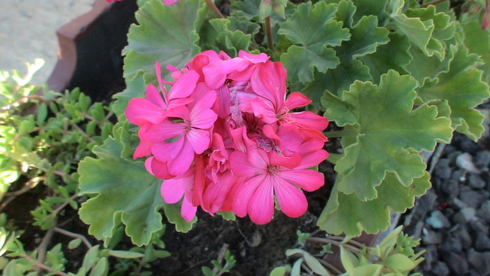 muscata roz - 2010 -b-vara