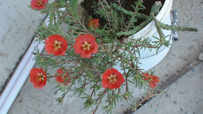 flori de piatra - 2010 -b-vara