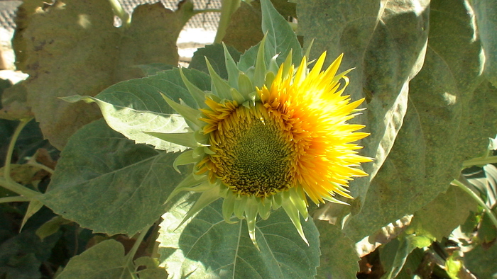 floarea soarelui - 2010 -b-vara