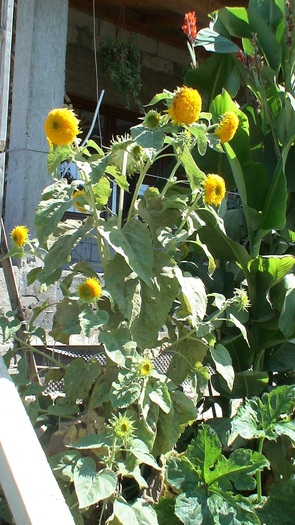 floarea soarelui ornamentala - 2010 -b-vara