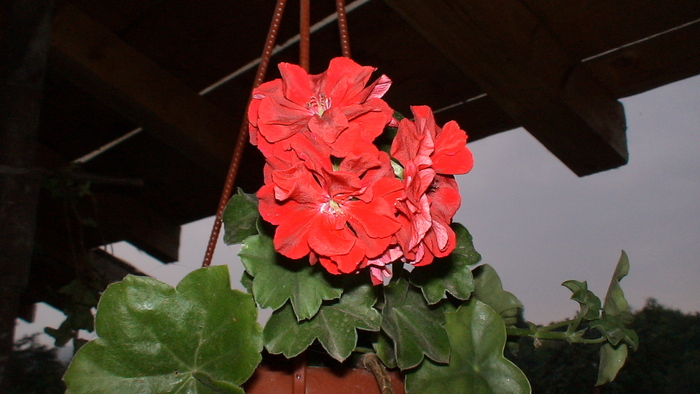 muscata curgatoare rosie