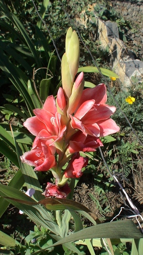 gladiola