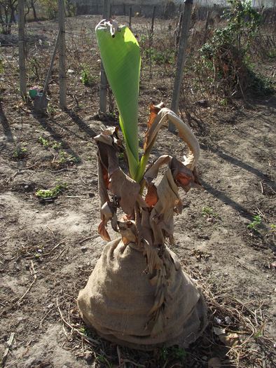 bananul pregatit de iarna