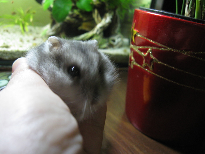 Ingeras - Hamsteri