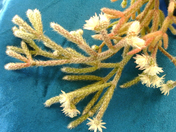 Rhipsalidopsis rosea