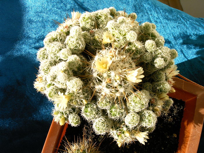 Mammillaria gracilis