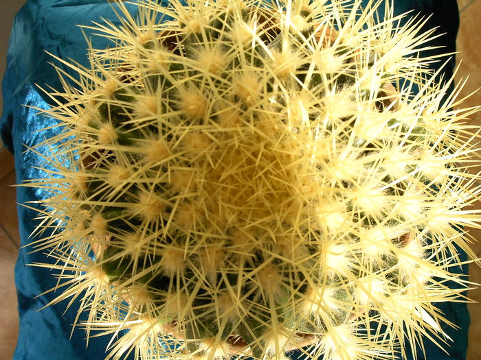 Echinocactus grusonii