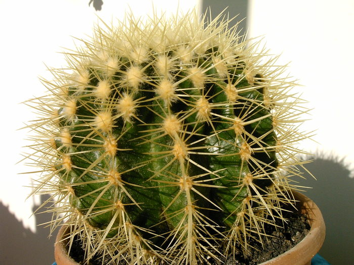 Echinocactus