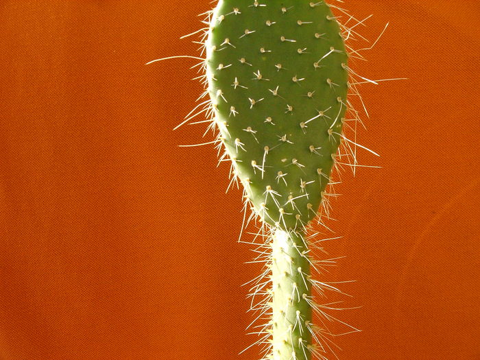 Opuntia