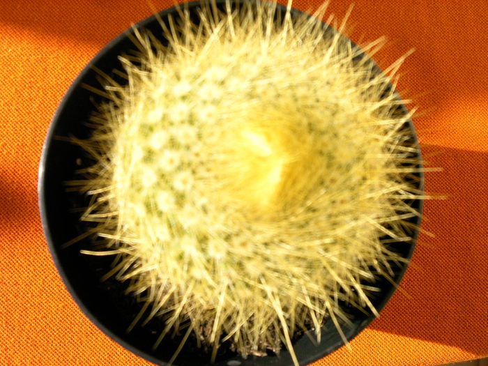 IMAG0020 (2) - Cactusi -suculente