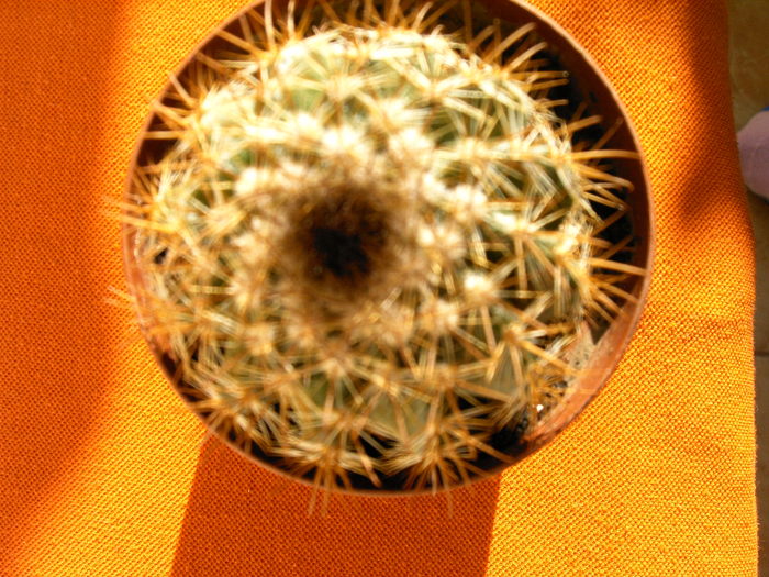 IMAG0022 (2) - Cactusi -suculente