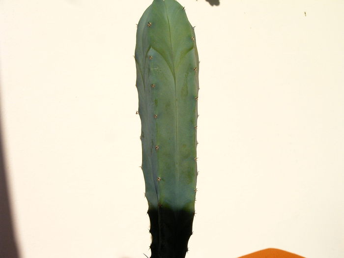 Myrtillocactus geometrizans - Cactusi -suculente