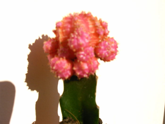 Gymnocalycium - Cactusi -suculente