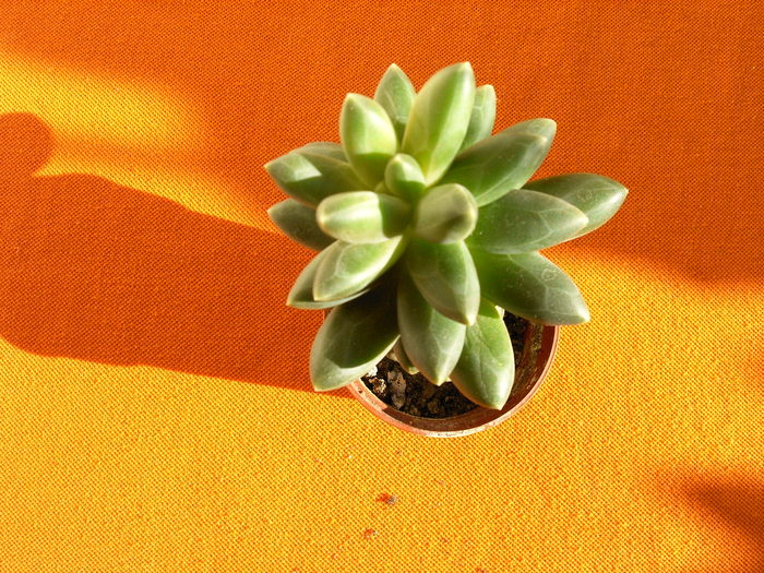 Pachyphitum compactum - Cactusi -suculente