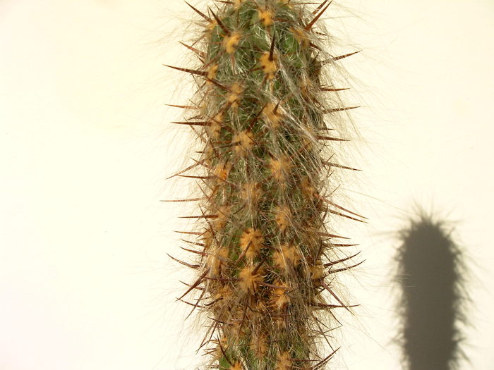 Oreocereus - Cactusi -suculente